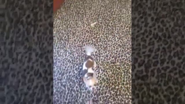 Чихуашка ходит на задних лапах смотреть онлайн