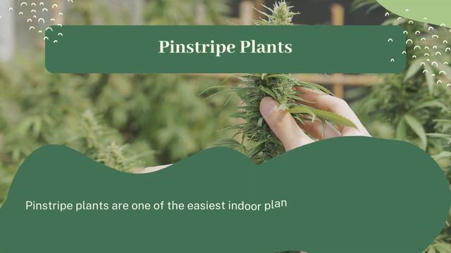 Top 26 Best Plants That Grow In Shallow Containers смотреть онлайн