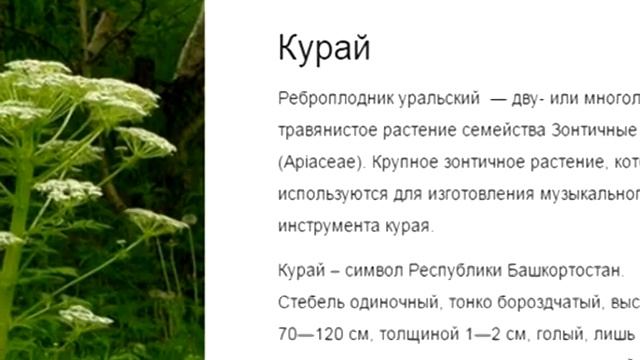 Символом Башкортостана выбран курай смотреть онлайн