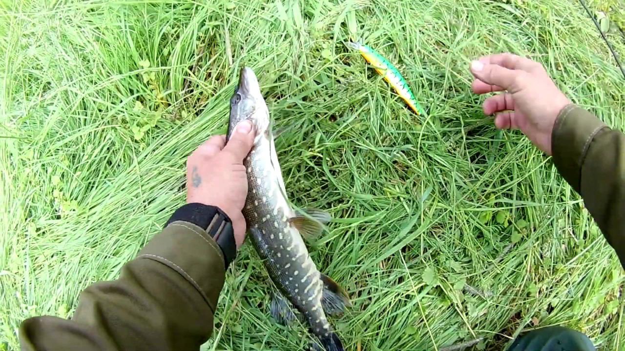 Щука на спининг в Троицу смотреть онлайн