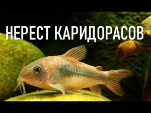 НЕРЕСТ КОРИДОРАСОВ | ИКРА КОРИДОРАСОВ