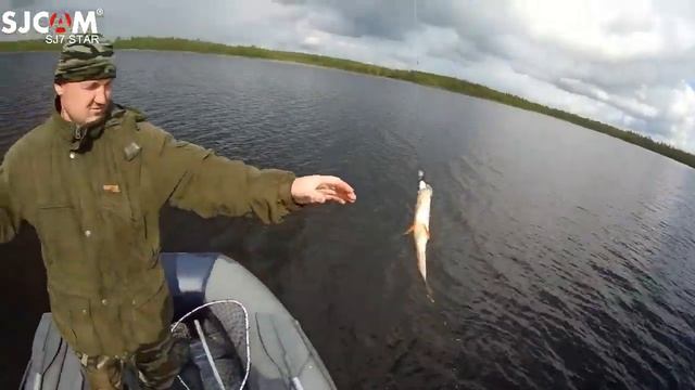 Рыбалка в Карелии 2019. Бешеный клев окуня. смотреть онлайн