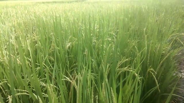 Pengendalian Penyakit Blast Cekik Leher Pakai Produk Bayer Antracol Vs Folicur