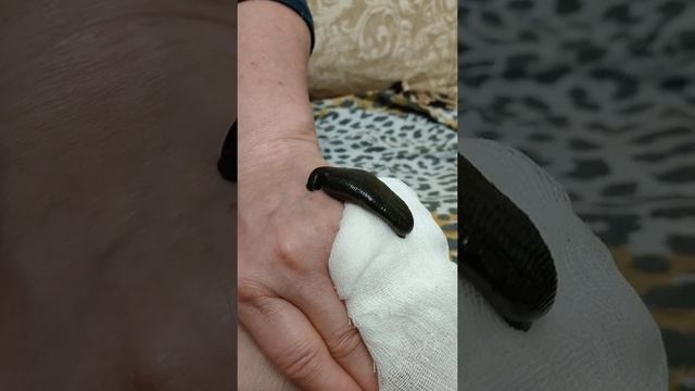 Пиявки съели человека! смотреть онлайн