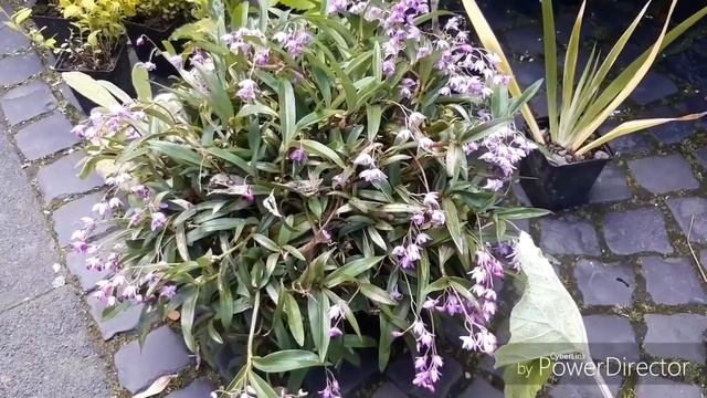 Dendrobium kingianum/дендробиум кингианум уход? смотреть онлайн