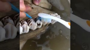 Найденный в лесу череп лося подготавливаем и отбеливаем перекисью водорода