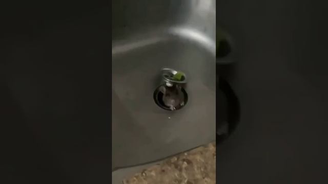 Дратути смотреть онлайн