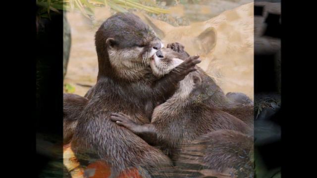 Животные тоже умеют проявлять чувства смотреть онлайн