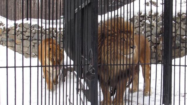 Лигрица Зита и лев Сэм 16.03.18 смотреть онлайн