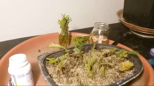 GO BONSAI LIVE | Make Giant Sequoia Cuttings | #redwood смотреть онлайн
