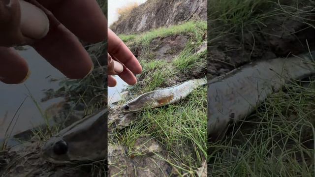 life fish #samantha #puffer #fishing #video #savelife #gold #toad смотреть онлайн