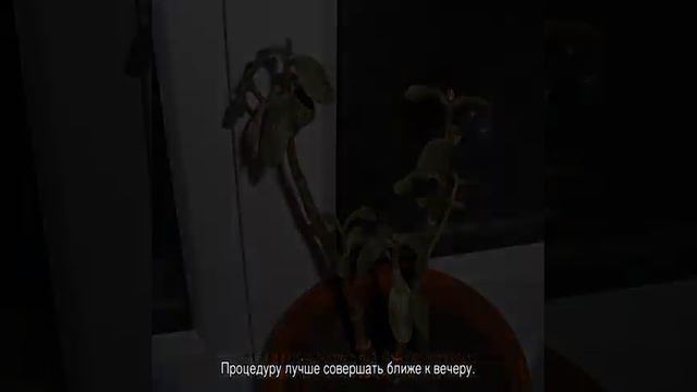 Крассула Овата Crassula ovata — что за цветок смотреть онлайн