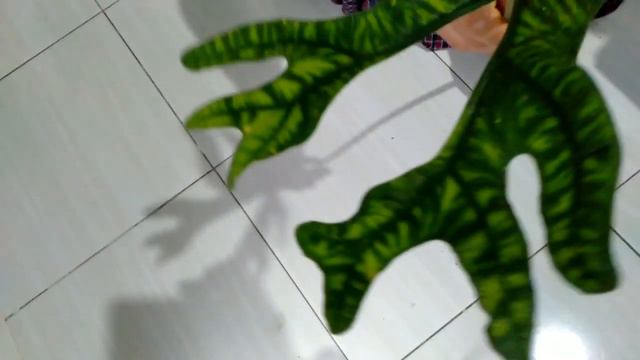 Alocasia Jacklyn Dari Shopee // Unboxing Alocasia Jacklin смотреть онлайн