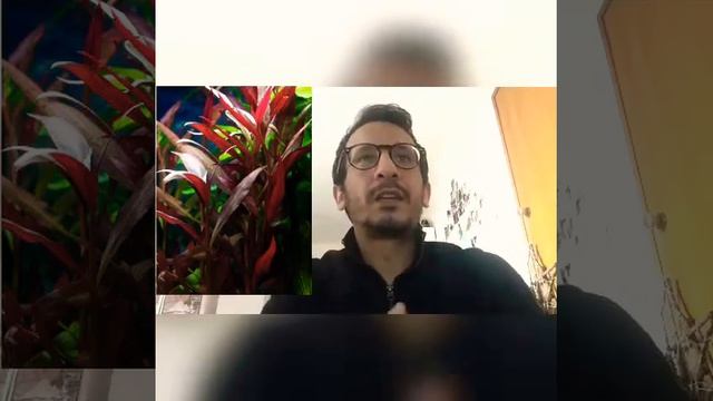 Alternanthera Cardinalis: La Splendida!