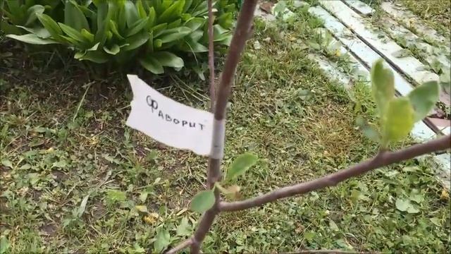 МОЛОДЫЕ САЖЕНЦЫ НА НАШЕМ ДАЧНОМ УЧАСТКЕ смотреть онлайн