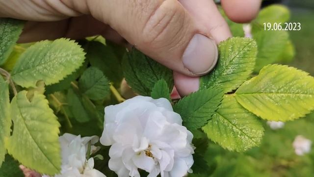 Экскурсия по палисаднику. 19 июня 2023 г. Часть 1 смотреть онлайн