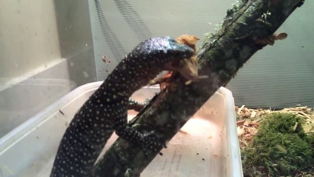 Mangrove monitor (Varanus indicus) feeding. смотреть онлайн