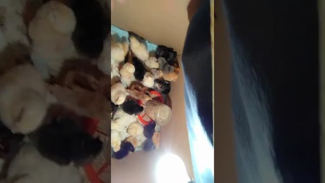 Русская хохлатая цыплята????? смотреть онлайн