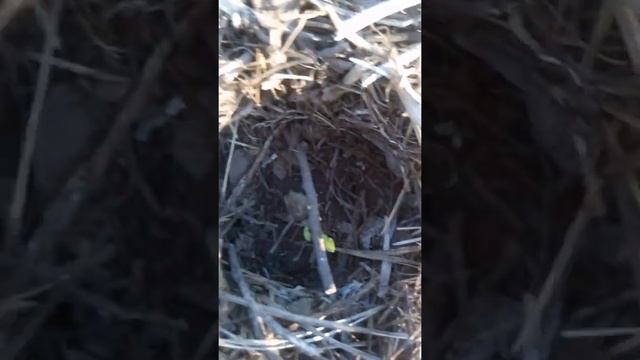 30 апреля 2020 г Как перезимовал инжир Открытие инжира