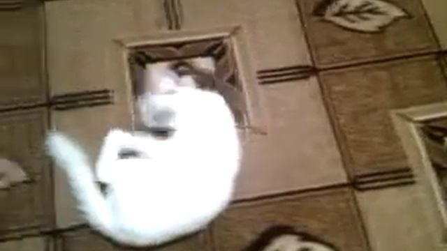 вот что бывает с котом если его напоить валерьянкой смотреть онлайн