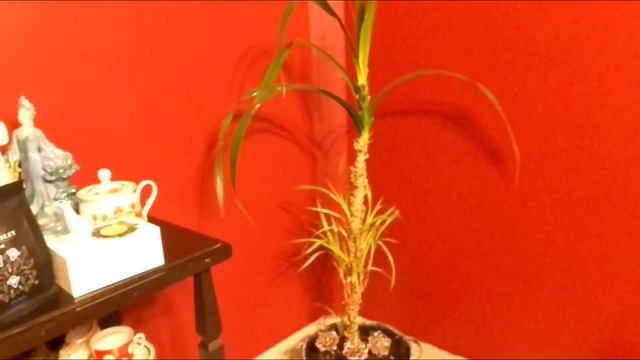 Жду гостей,накрыла стол.