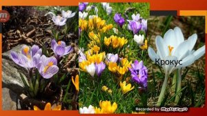 Естествознание.Тема:Весенние цветы-первоцветы.д/с средняя группа"Буратино"Воспитатель:Копа А.В.