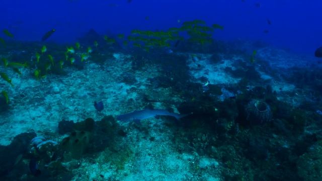 Compass Diving - The Groovy Shark смотреть онлайн