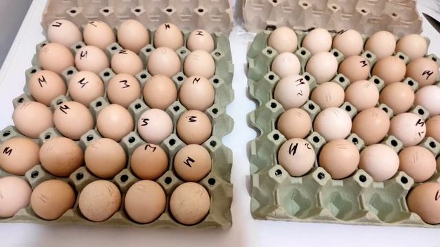 НОВАЯ ПОРОДА КУР. МИНИ КУРЫ ОГРОМНЫЕ ЯЙЦА! КУРЫ МЕЧТЫ ОГРОМНЫЕ ГУСЯТА И РУАНСКИЕ УТКИ.ГУСИ ХОЛМОГОР