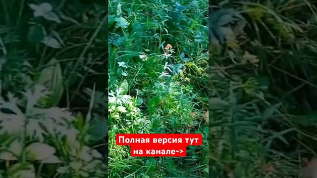 Как правильно искать грибы даже в засуху?!🤔 #грибы #поискгрибов #грибнойсезон смотреть онлайн