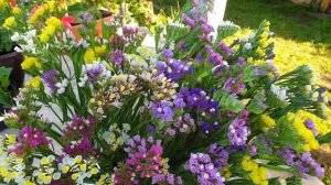 Кермек, статица, лимониум. Неприхотливые и шикарные однолетние цветы в вашем саду.