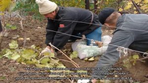 Все, что нужно знать о посадке винограда: когда, где и как