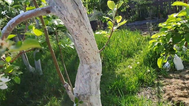 От щитовки препаратом 30+ по листьям!!!!27.05.23.Сев.Каз..Ч.509. смотреть онлайн