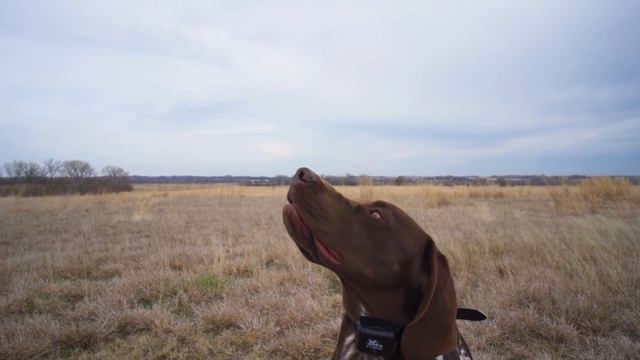 5 Things To Consider When Getting A German Shorthaired Pointer смотреть онлайн