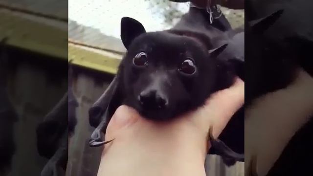 Летучая Лисица очень похожа на Щенка с крыльями смотреть онлайн