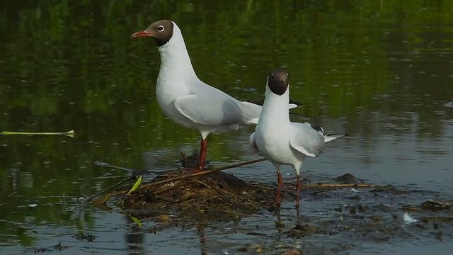 Немного об озёрных чайках смотреть онлайн