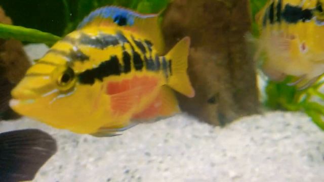 SALVINI CICHLID!! MOST beautiful pair EVER!! смотреть онлайн