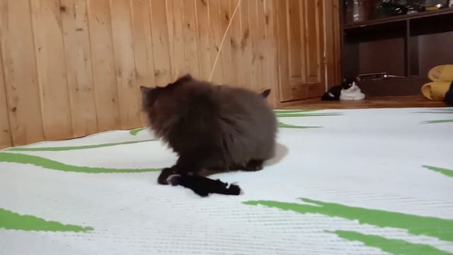Манчкины котята смотреть онлайн