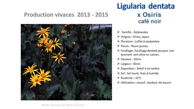 Jardinage: Ligularia Dentata X Osiris Café Noir: Plante Vivace