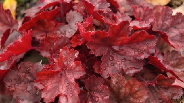 Гейхеры в саду смотреть онлайн