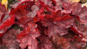 Гейхеры в саду