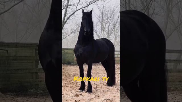 ЧЕРНЫЙ АКУЛА смотреть онлайн