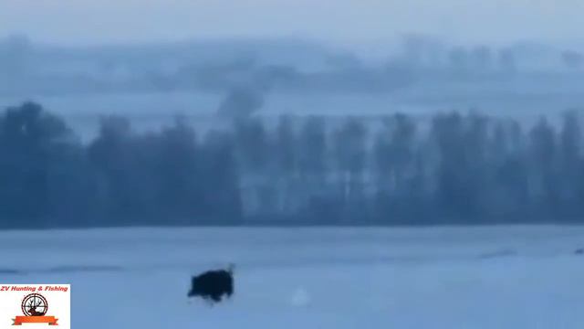 wild boar hunting. охота на кабана зимой! смотреть онлайн