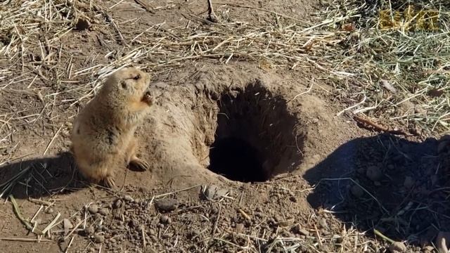История невероятной дружбы мальчика из Австрии и горных сурков смотреть онлайн
