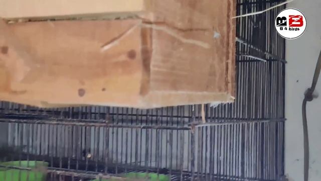 Profitable JaVa Birds Setup In karachi ||Fawn Java Albino Java 100 Pairs ||Breeding 2022 ||B4BIRDS смотреть онлайн