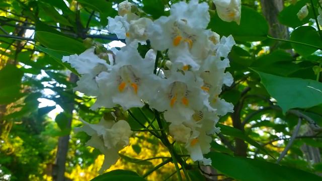 Calming music for relaxation