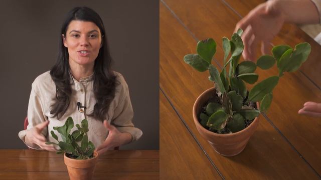 Rhipsalis Pachyptera Houseplant Care — 132 Of 365