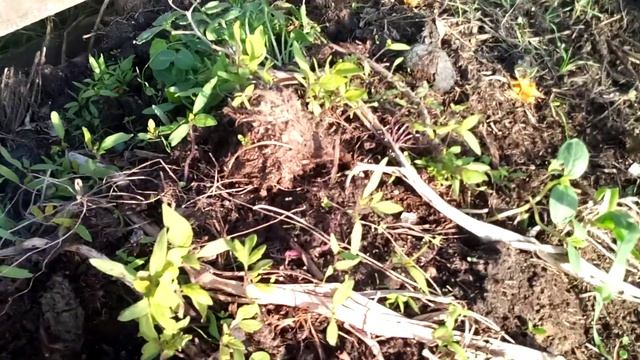 Faut-il composter ses vieux pieds de tomates ? смотреть онлайн