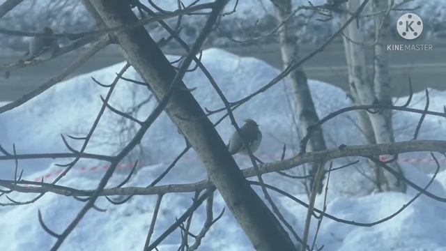 Свиристели. Снято на Panasonic HC-V760 смотреть онлайн