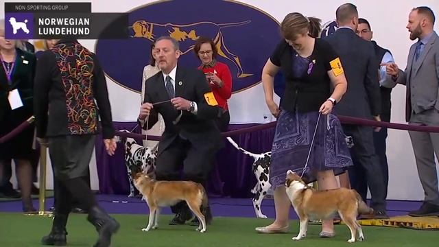 Norwegian Lundehunds | Breed Judging 2020 смотреть онлайн