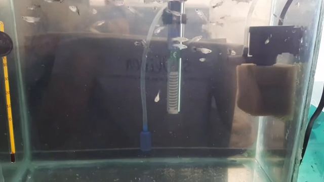Новости с моей мини разводни, гуппи, меченосцы , мальки анцитруса, петушки отнерестились смотреть онлайн